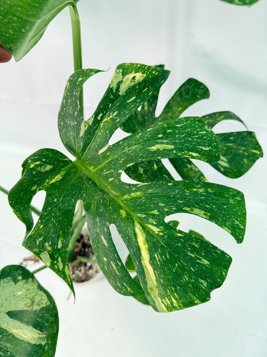 Monstera Thai Constellation XL 09