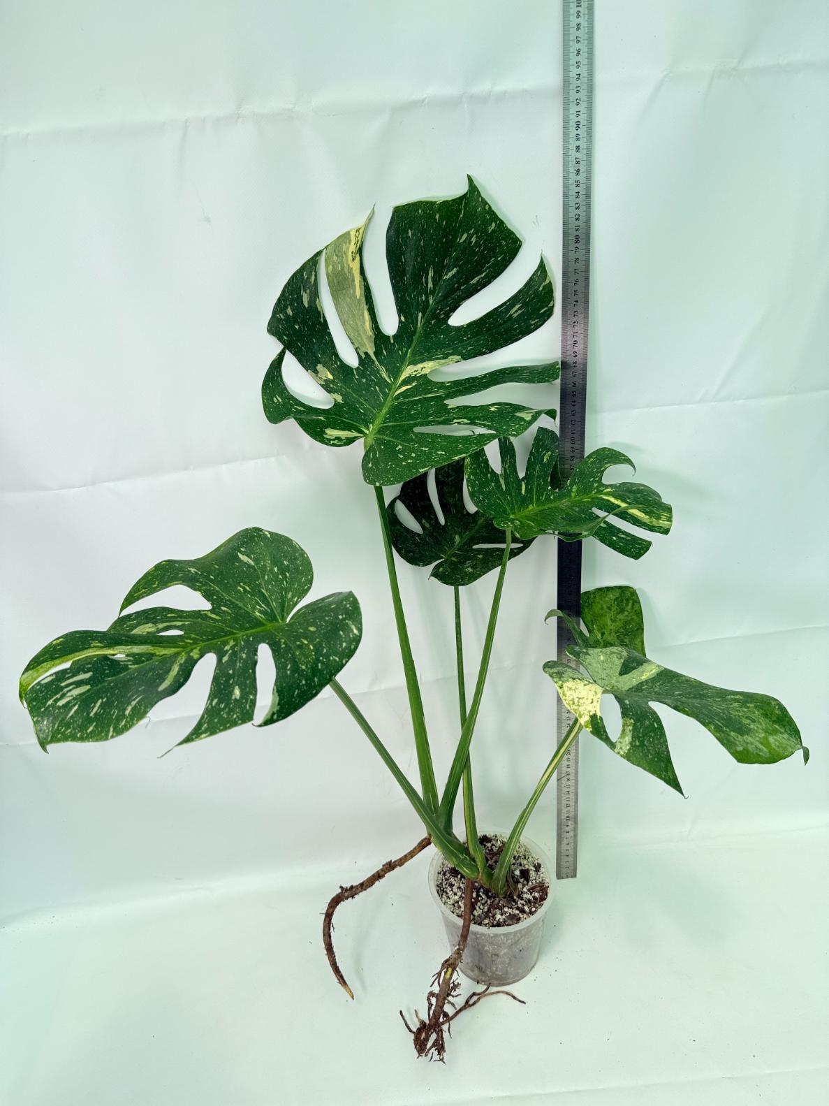 Monstera Thai Constellation XL 03