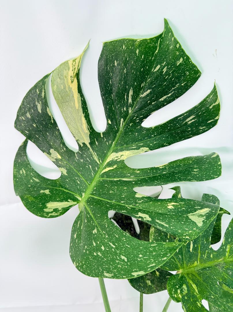 Monstera Thai Constellation XL 2