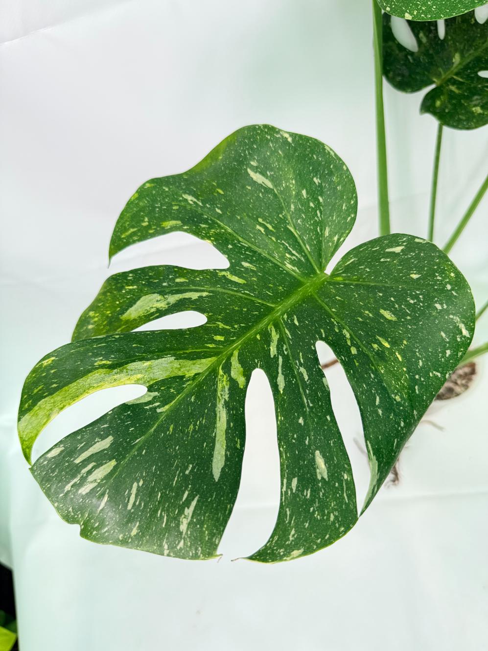 Monstera Thai Constellation XL 04