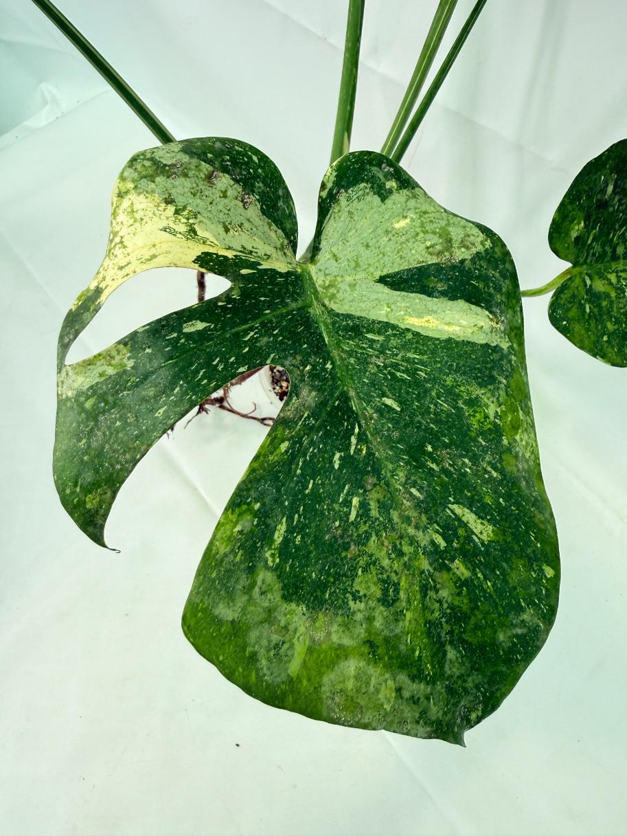 Monstera Thai Constellation XL 05