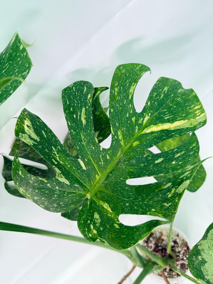 Monstera Thai Constellation XL 06