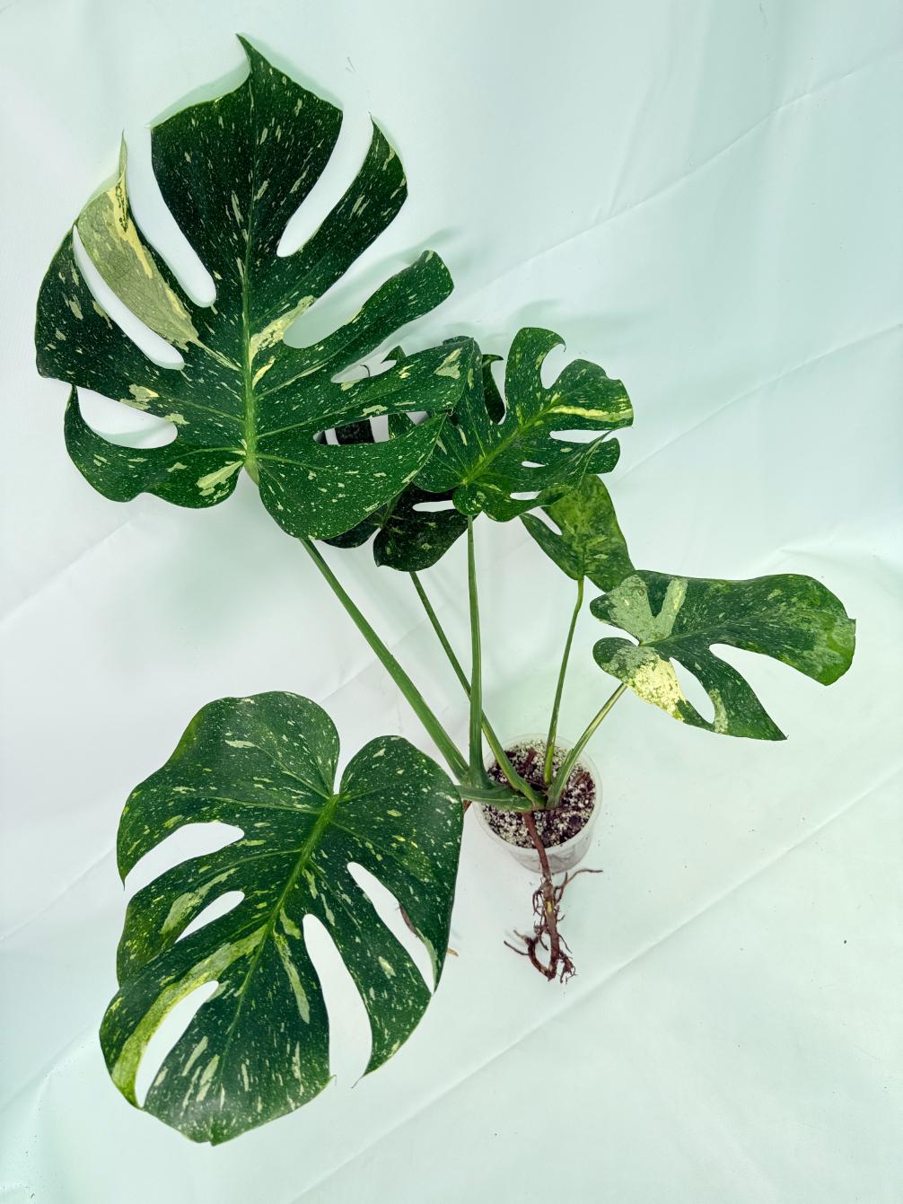 Monstera Thai Constellation XL 07