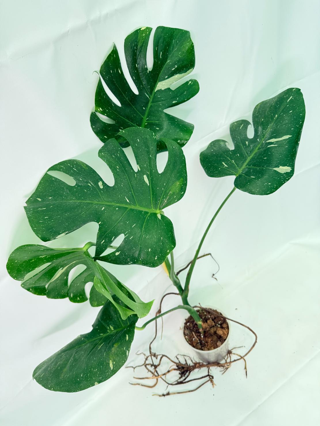 Monstera Thai Constellation XL 01