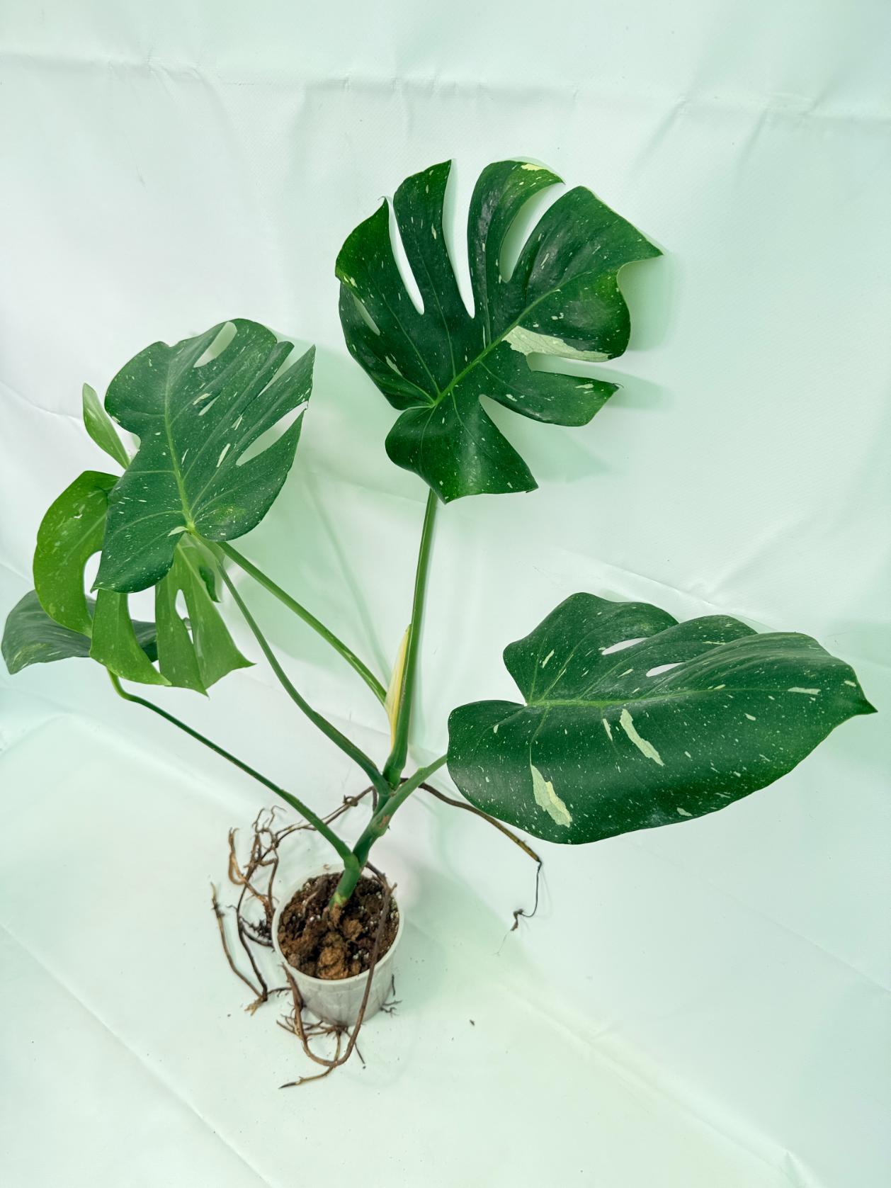 Monstera Thai Constellation XL 09
