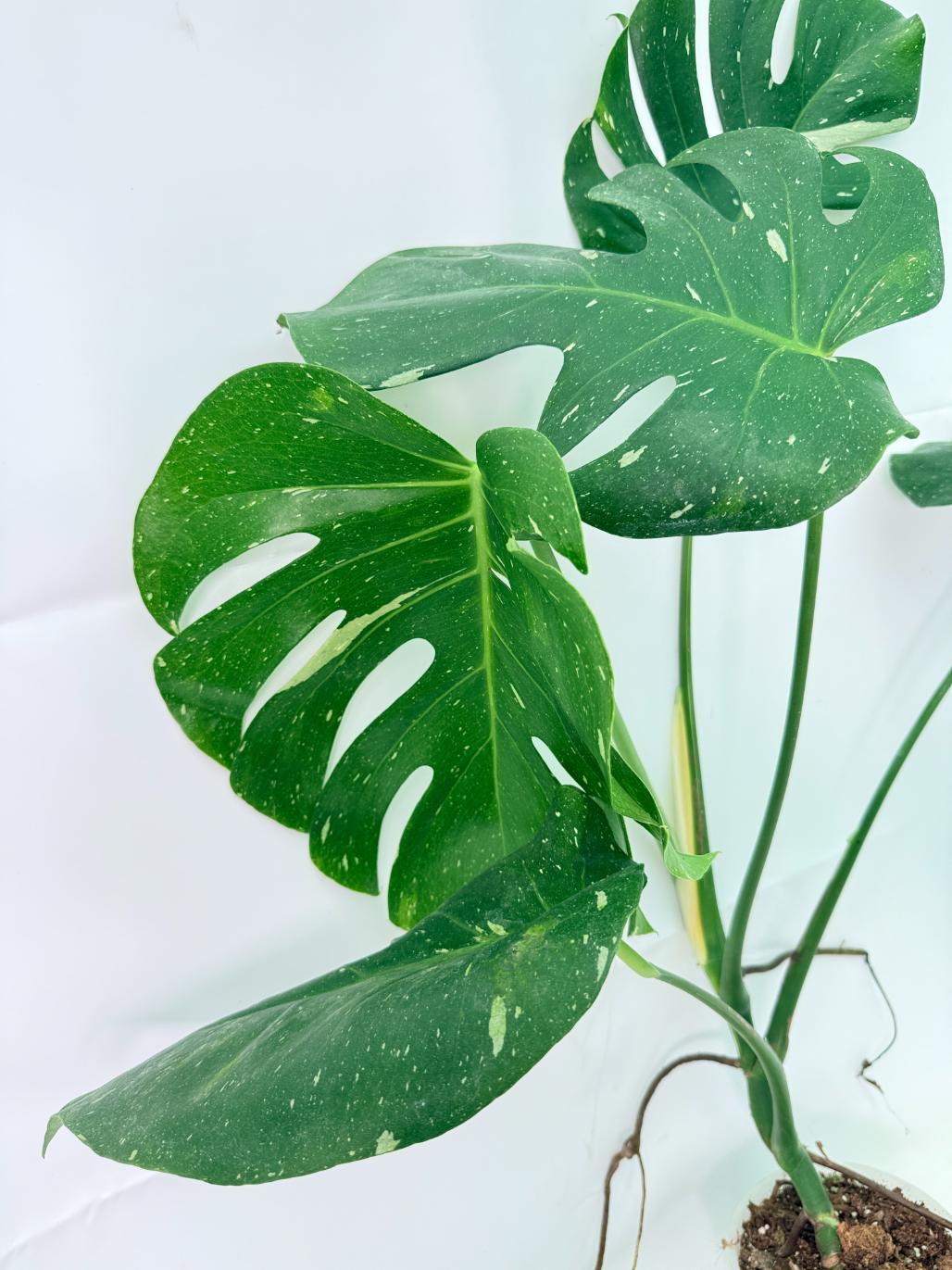 Monstera Thai Constellation XL 10