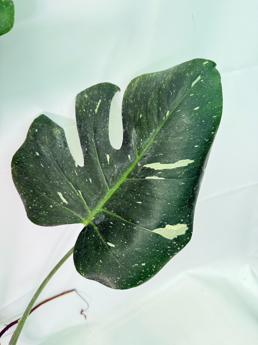 Monstera Thai Constellation XL 03