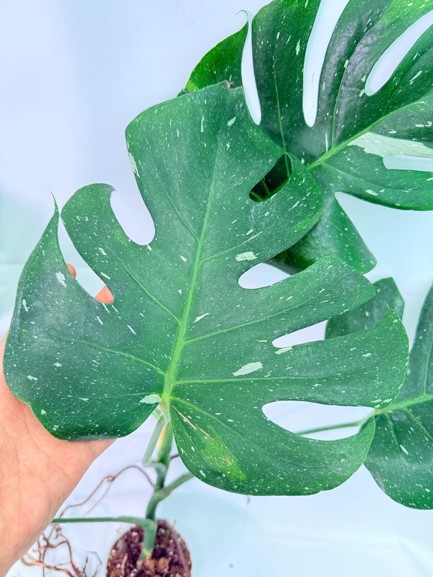 Monstera Thai Constellation XL 04