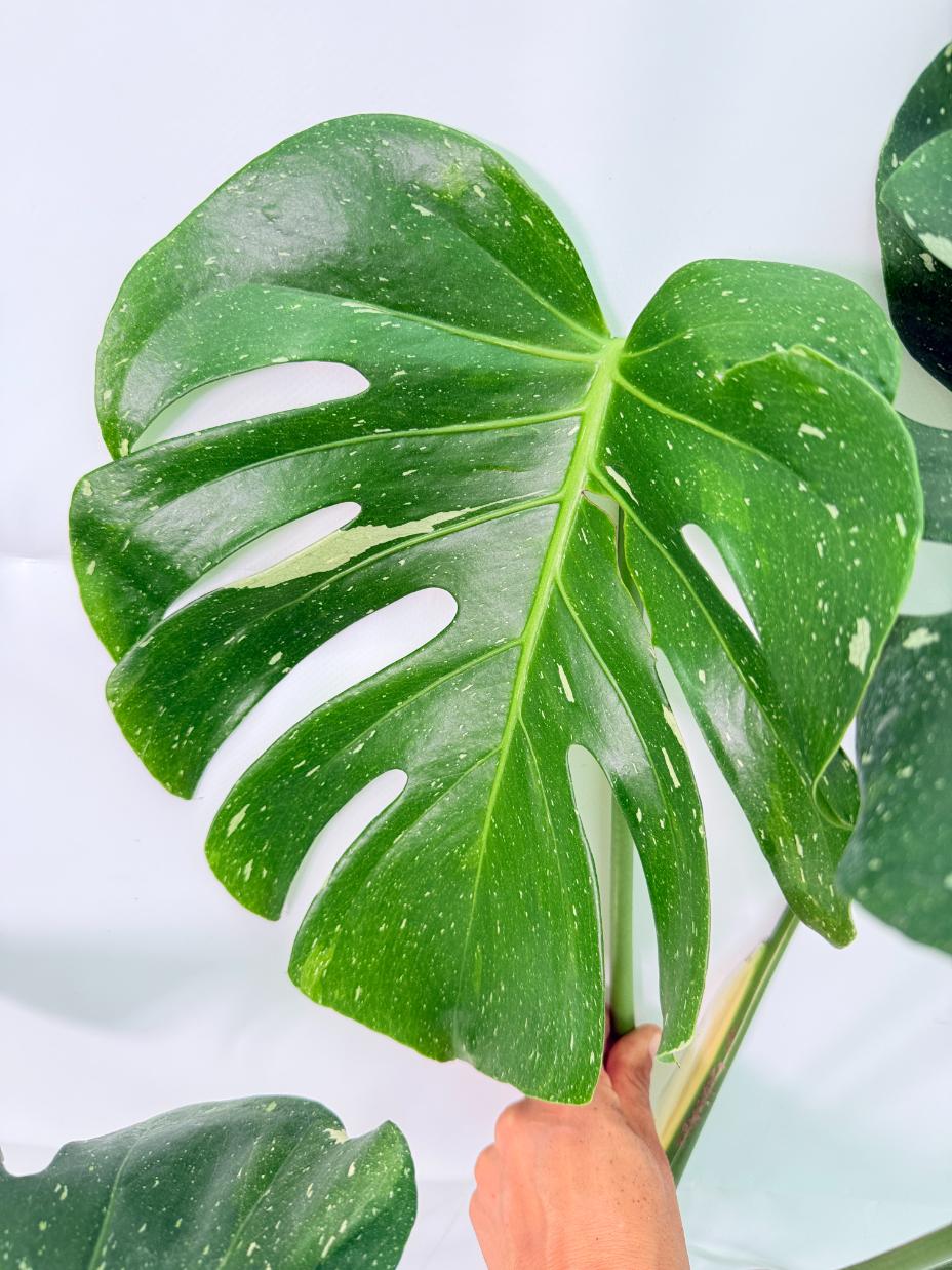 Monstera Thai Constellation XL 05