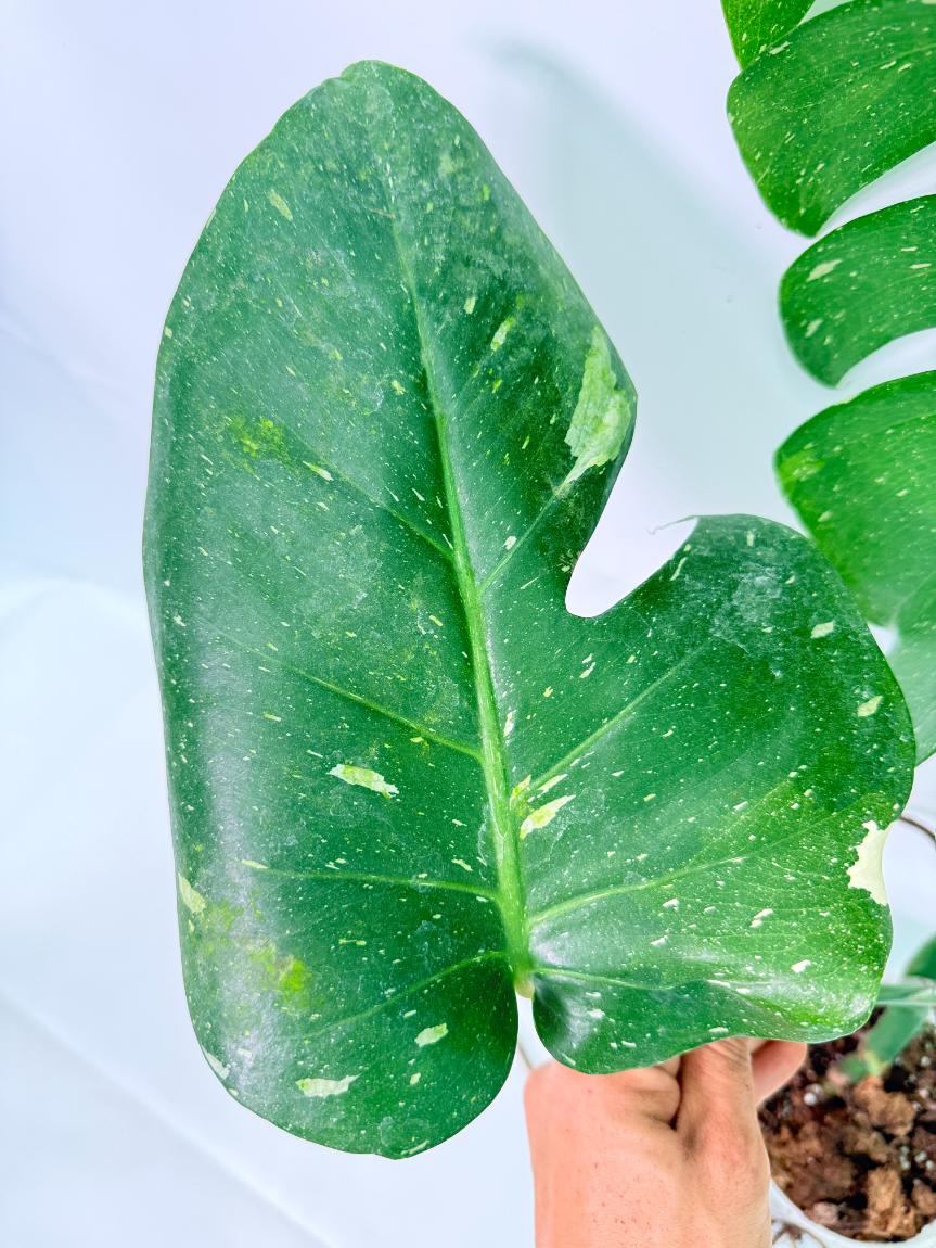 Monstera Thai Constellation XL 06