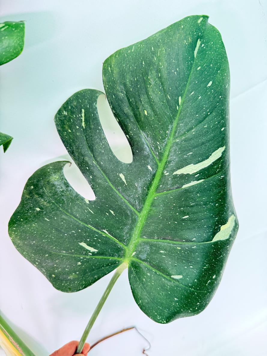 Monstera Thai Constellation XL 07