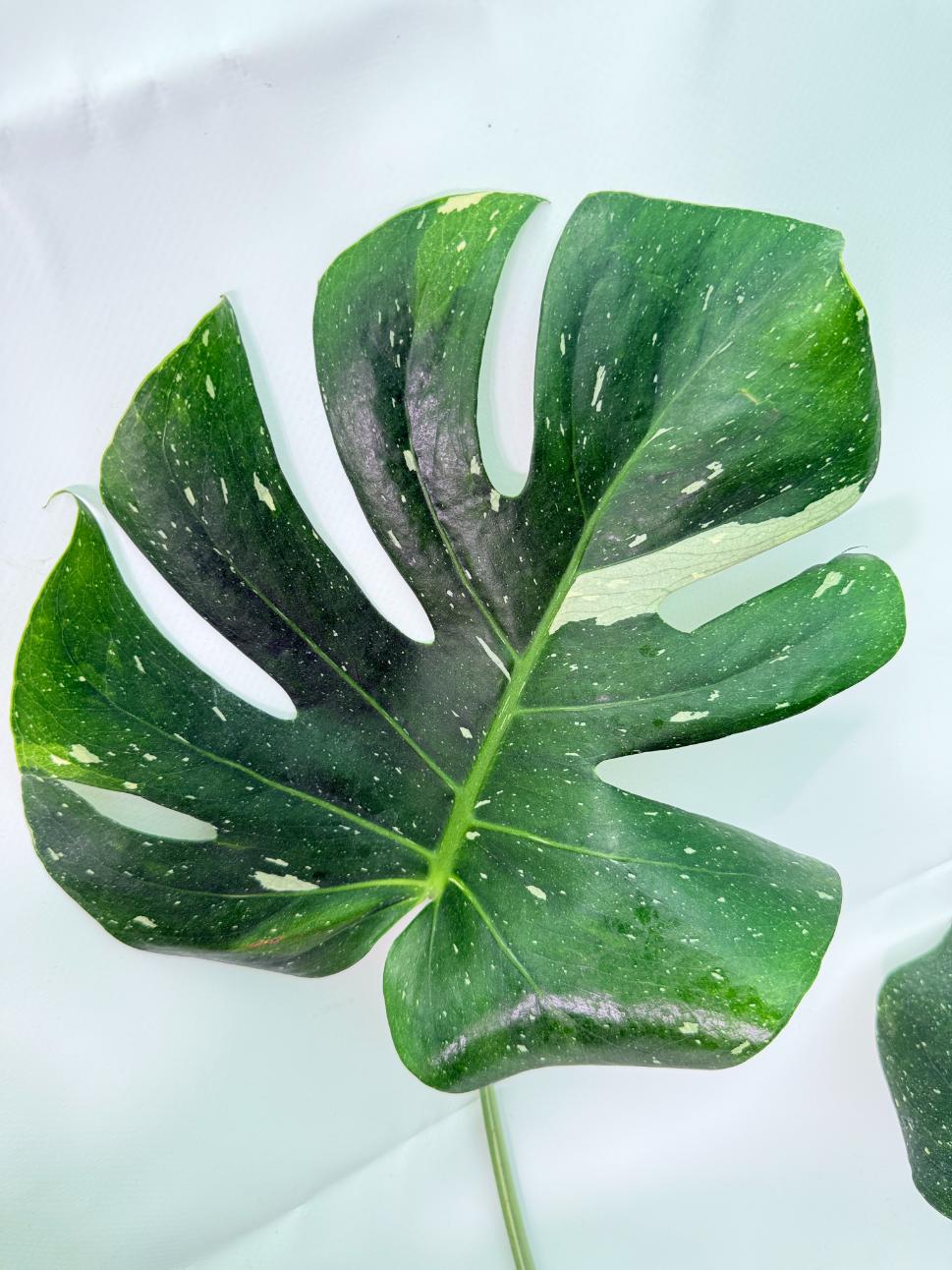 Monstera Thai Constellation XL 08