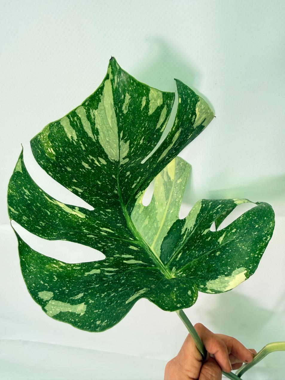Monstera Thai Constellation XL 07