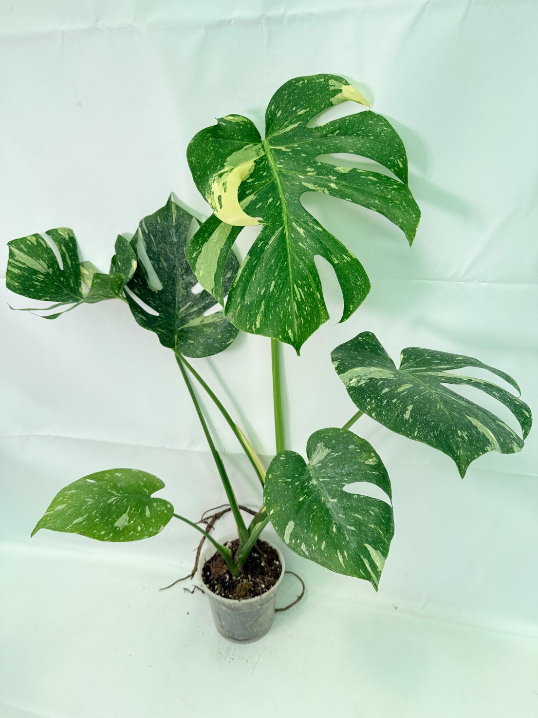 Monstera Thai Constellation XL 08