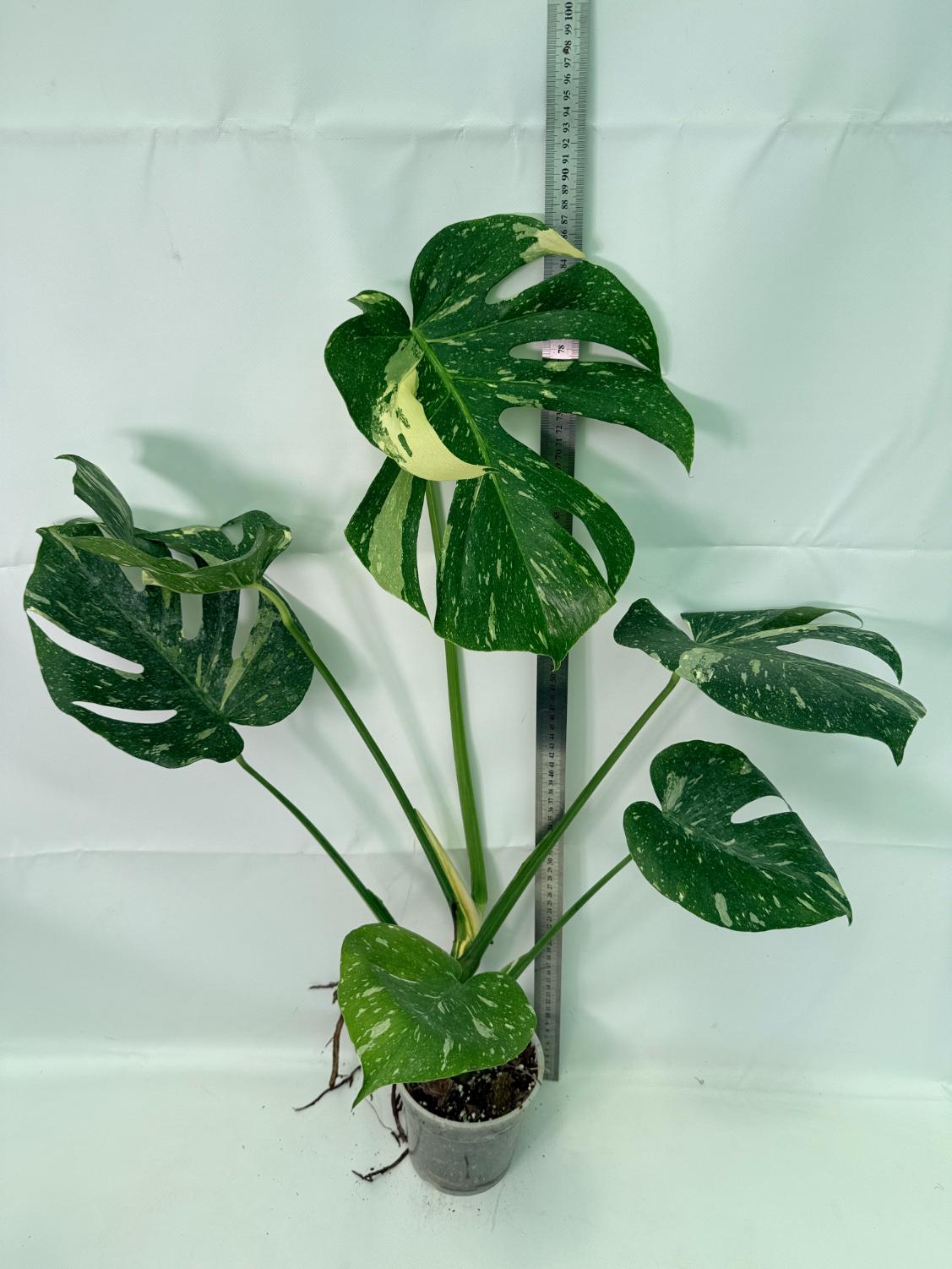 Monstera Thai Constellation XL 09