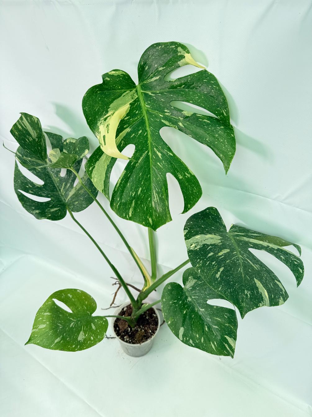 Monstera Thai Constellation XL 01
