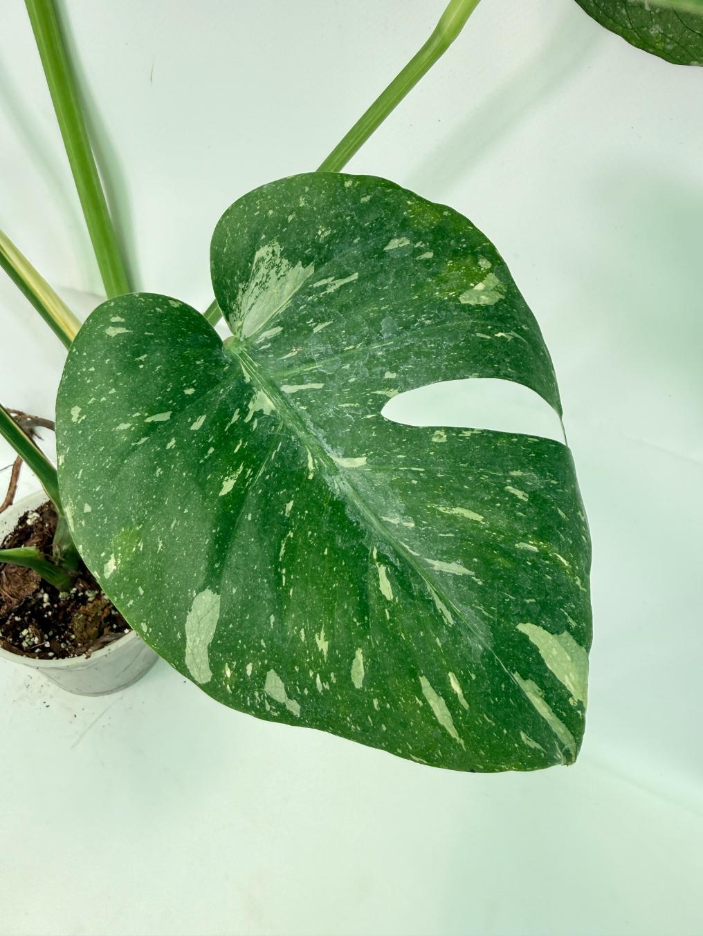 Monstera Thai Constellation XL 03