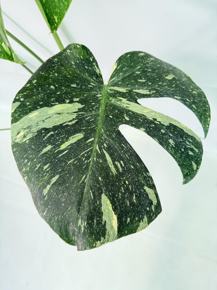Monstera Thai Constellation XL 04