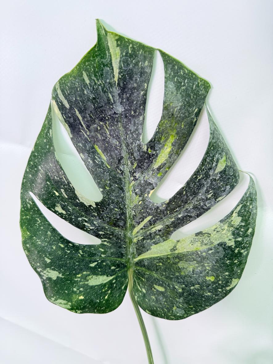 Monstera Thai Constellation XL 05