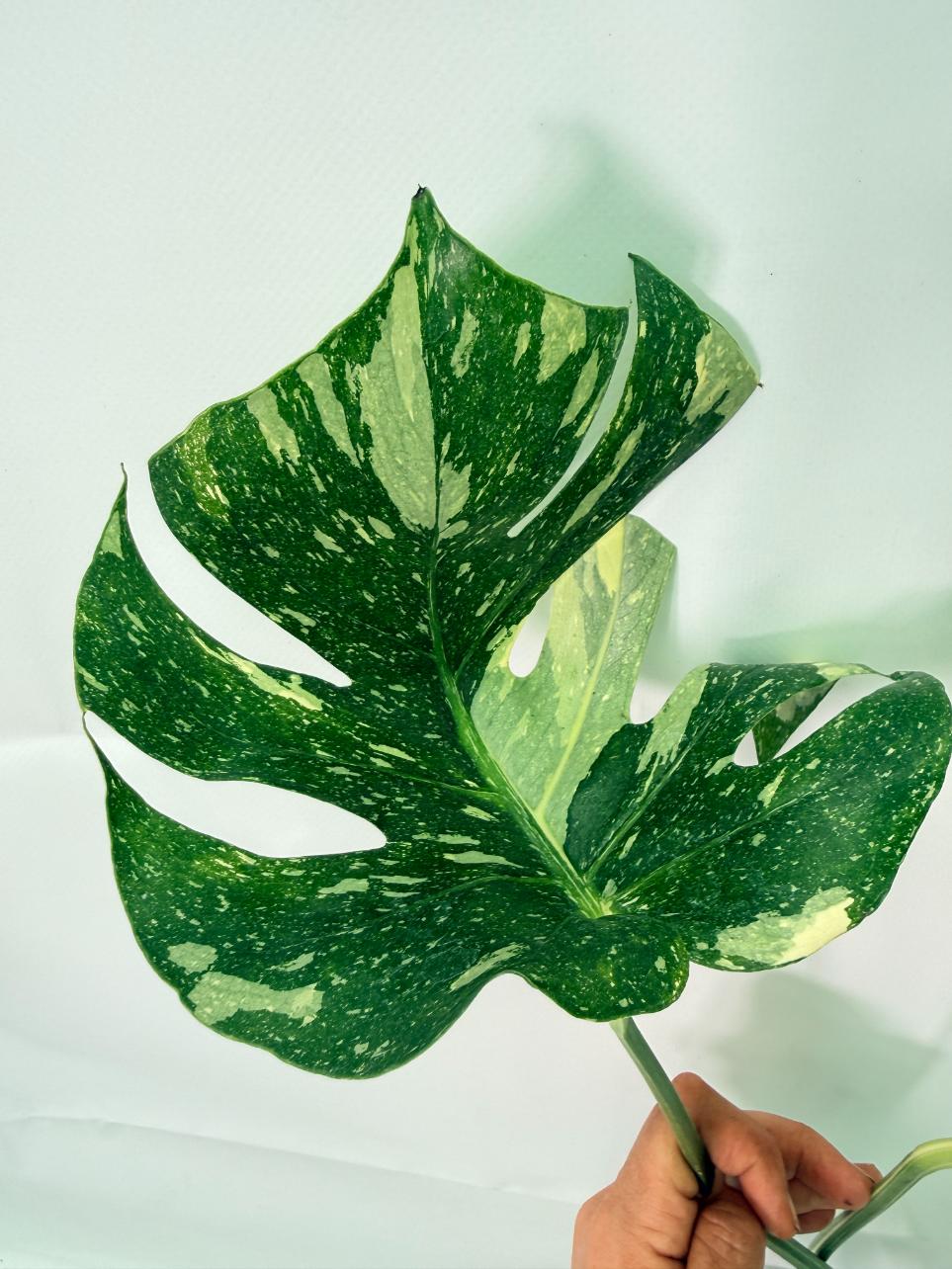 Monstera Thai Constellation XL 06