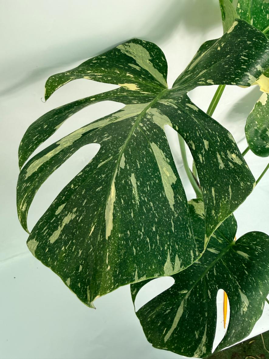 Monstera Thai Constellation XL