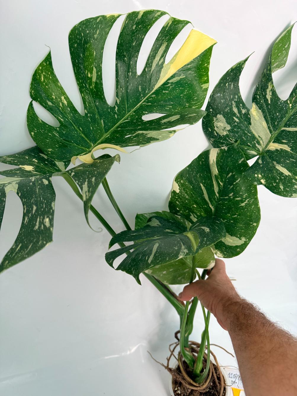 Monstera Thai Constellation XL