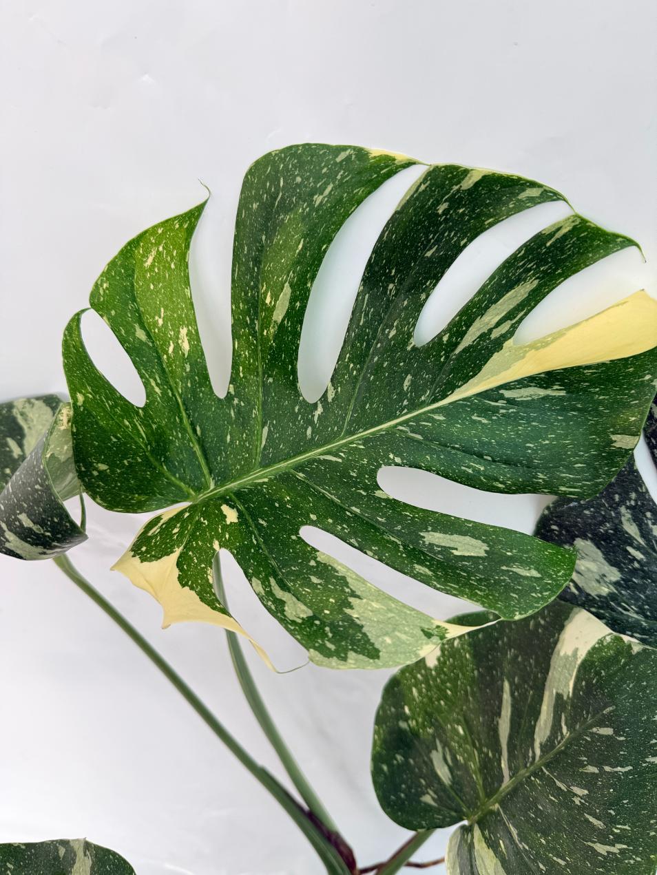 Monstera Thai Constellation XL