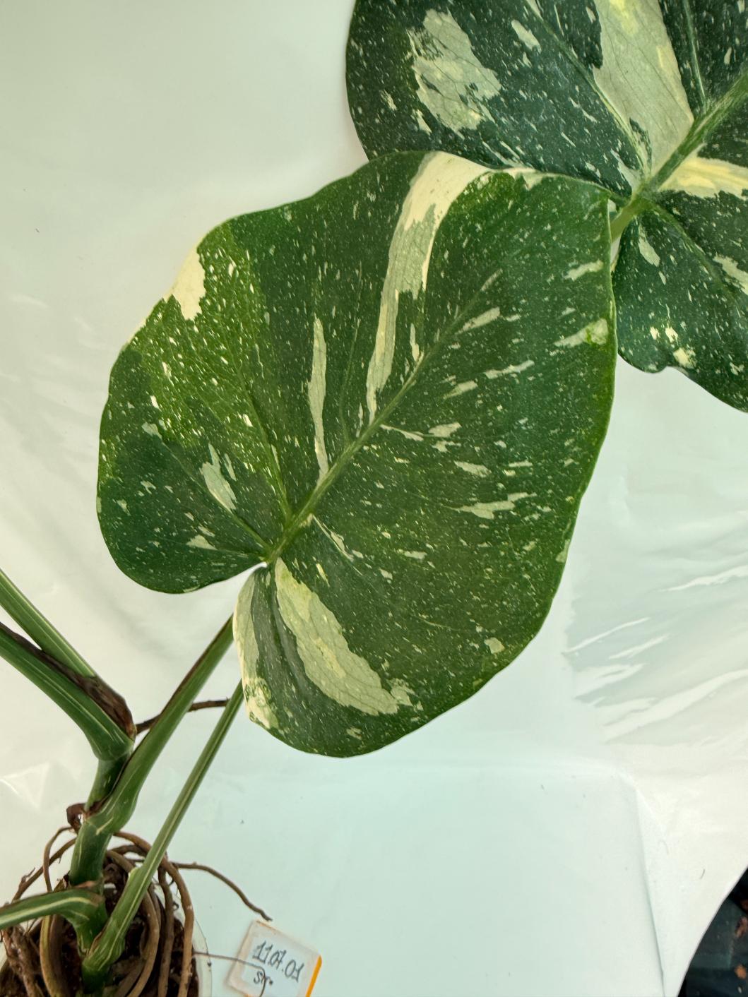 Monstera Thai Constellation XL