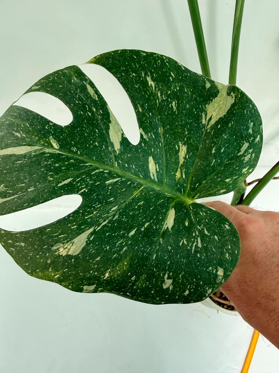 Monstera Thai Constellation XL