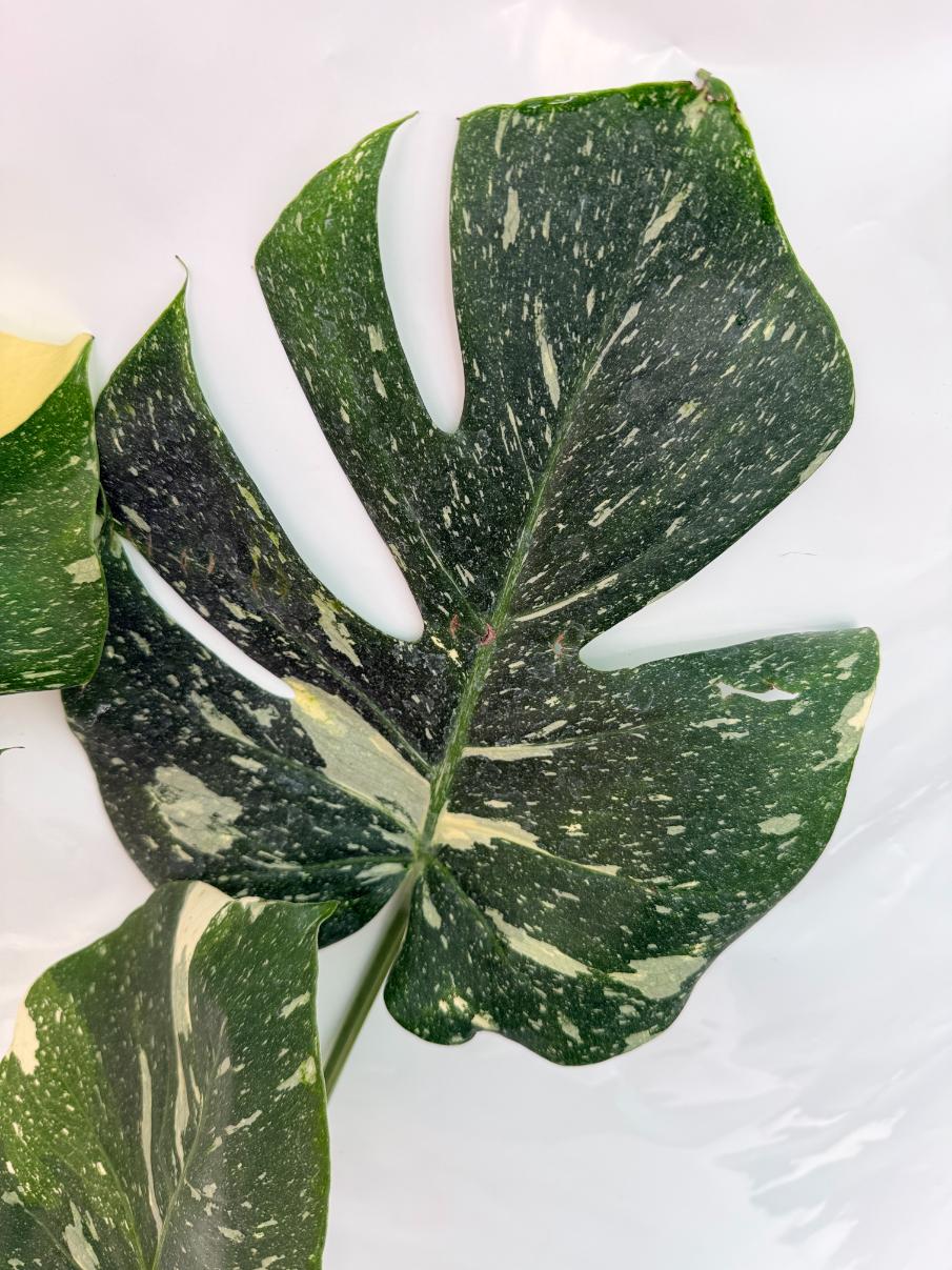 Monstera Thai Constellation XL