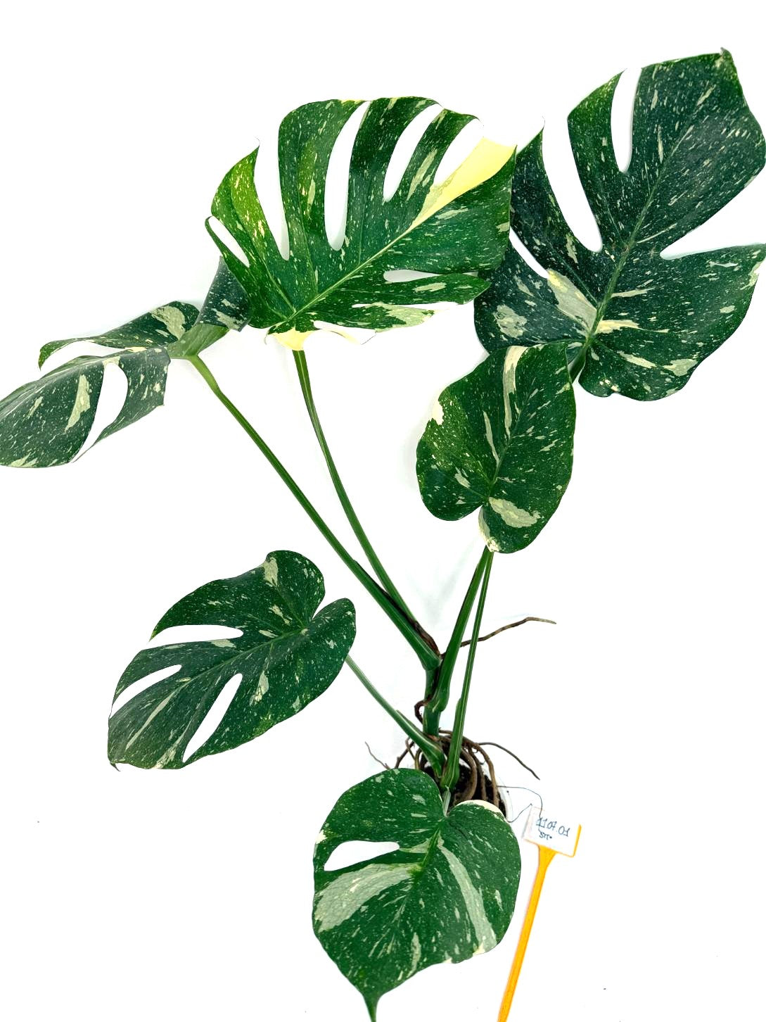 Monstera Thai Constellation