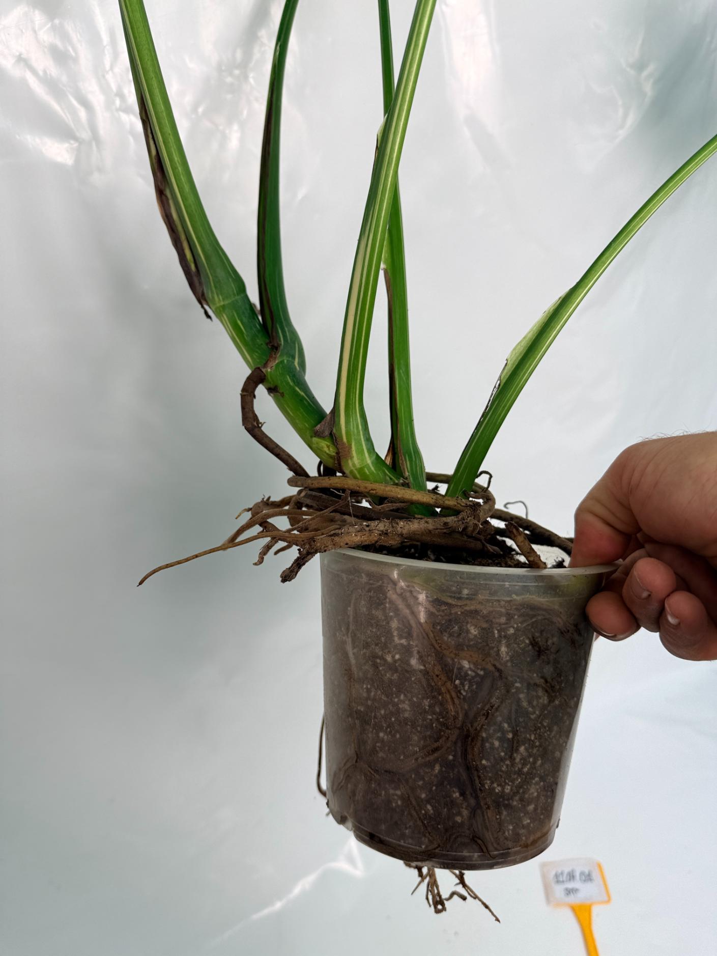 Monstera Thai Constellation XL