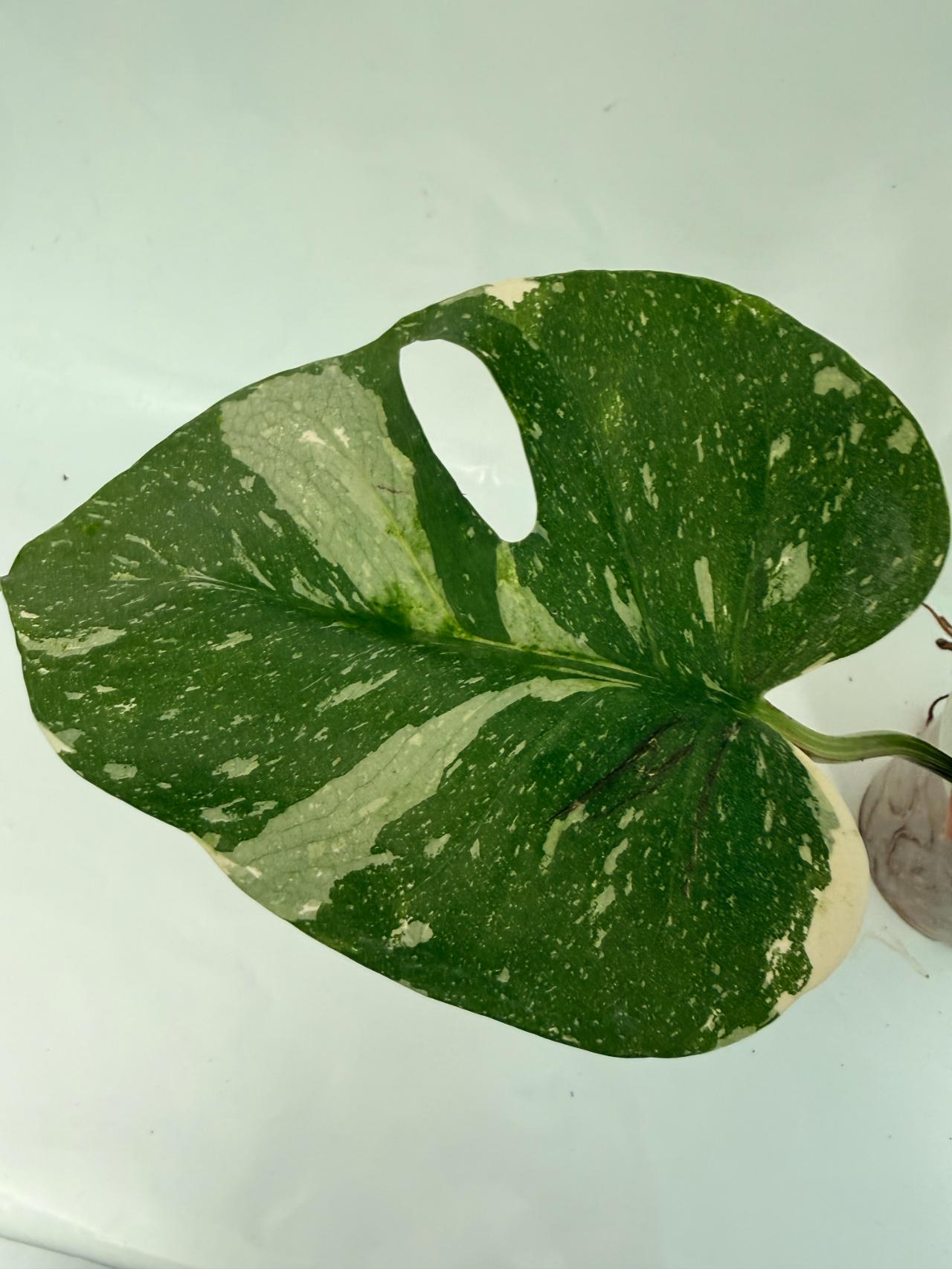 Monstera Thai Constellation XL