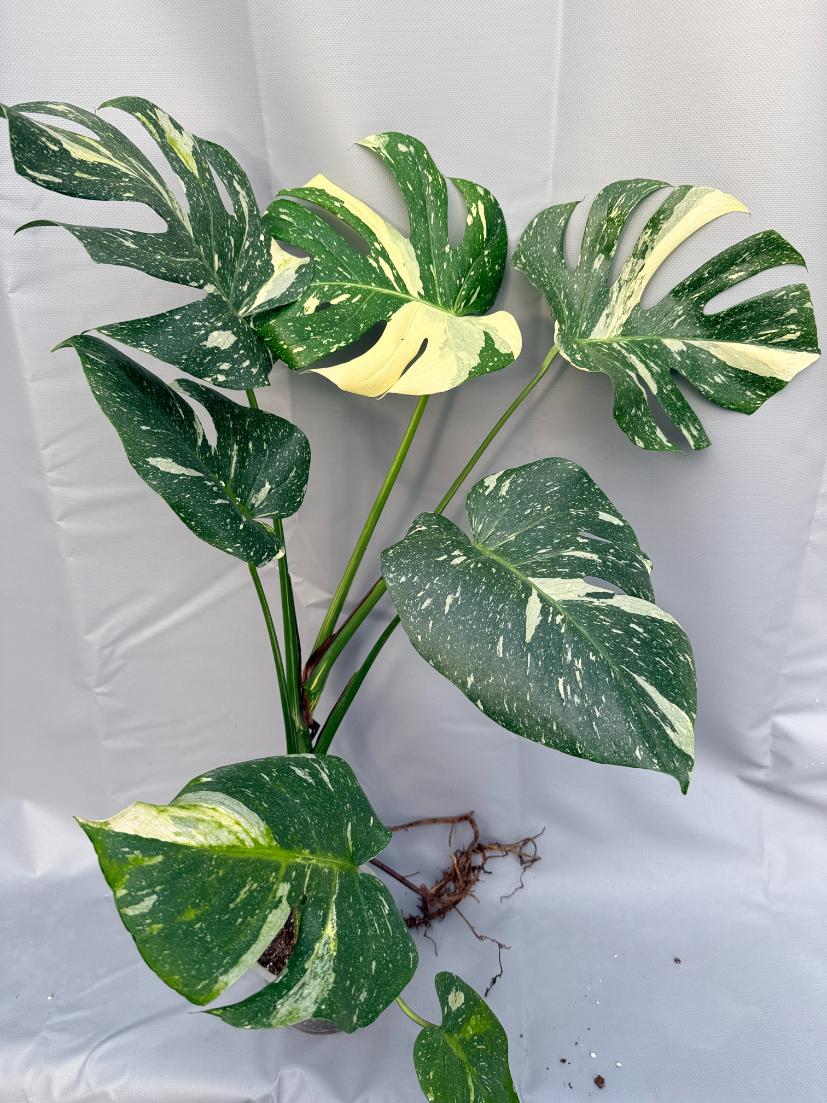 Monstera Thai Constellation XL