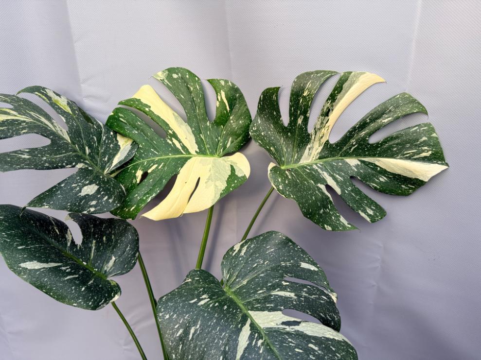 Monstera Thai Constellation XL