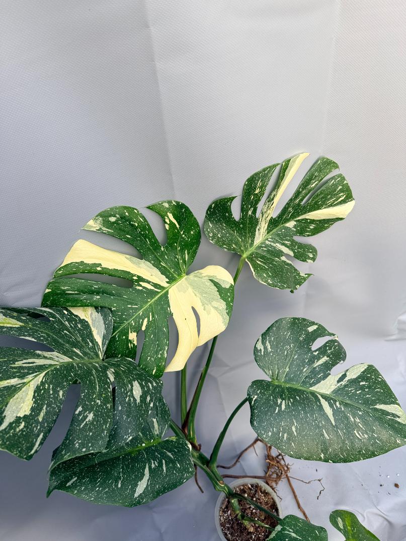 Monstera Thai Constellation XL
