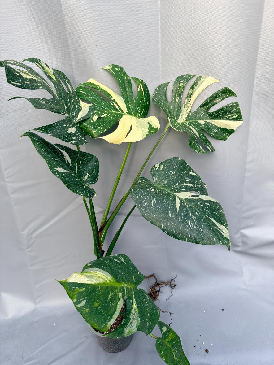 Monstera Thai Constellation XL