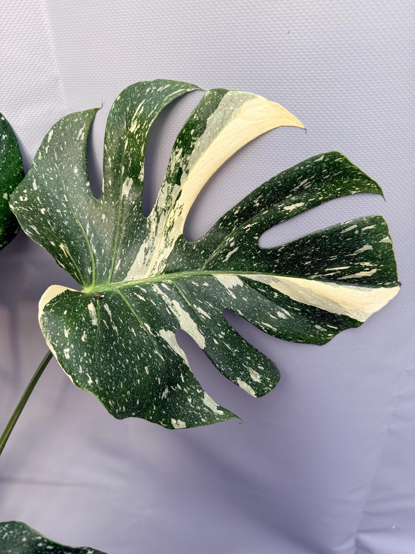 Monstera Thai Constellation XL