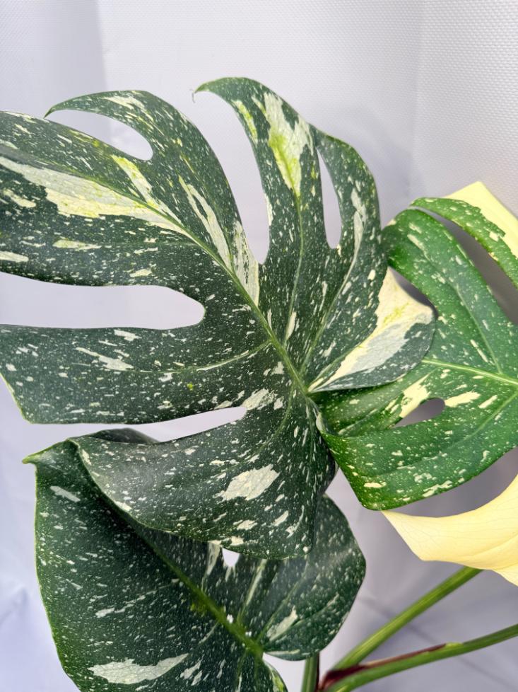 Monstera Thai Constellation XL