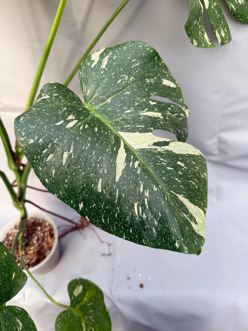Monstera Thai Constellation XL