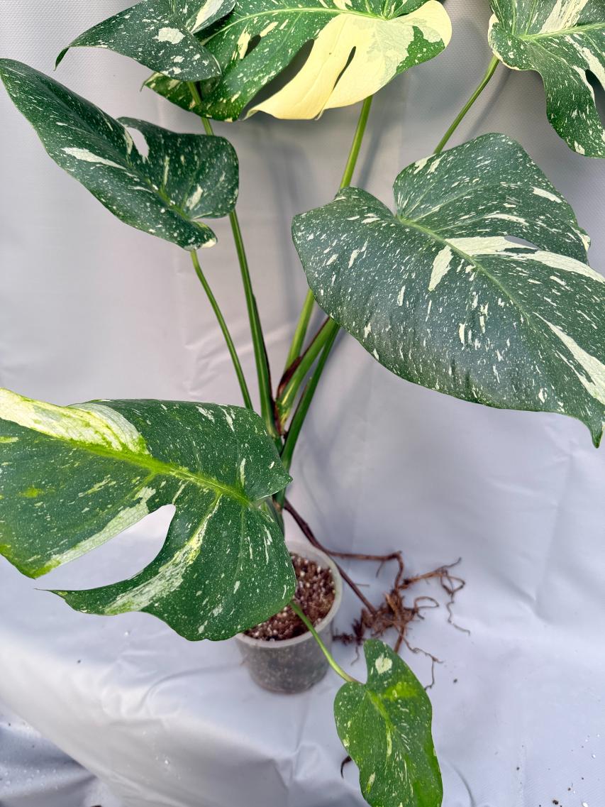 Monstera Thai Constellation XL