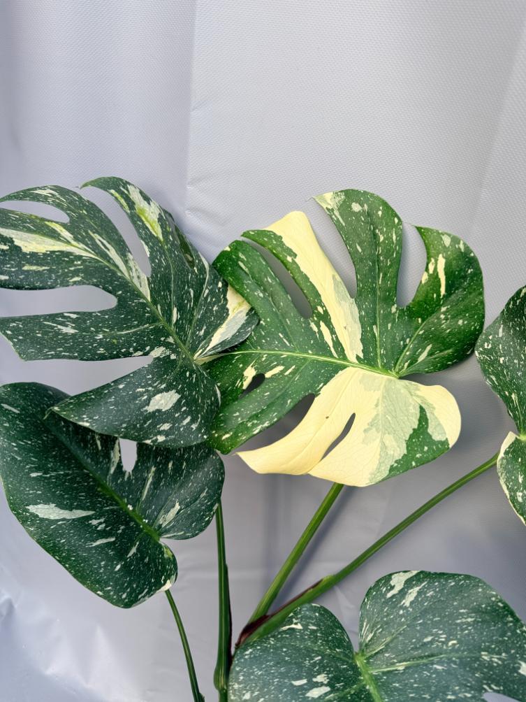 Monstera Thai Constellation XL
