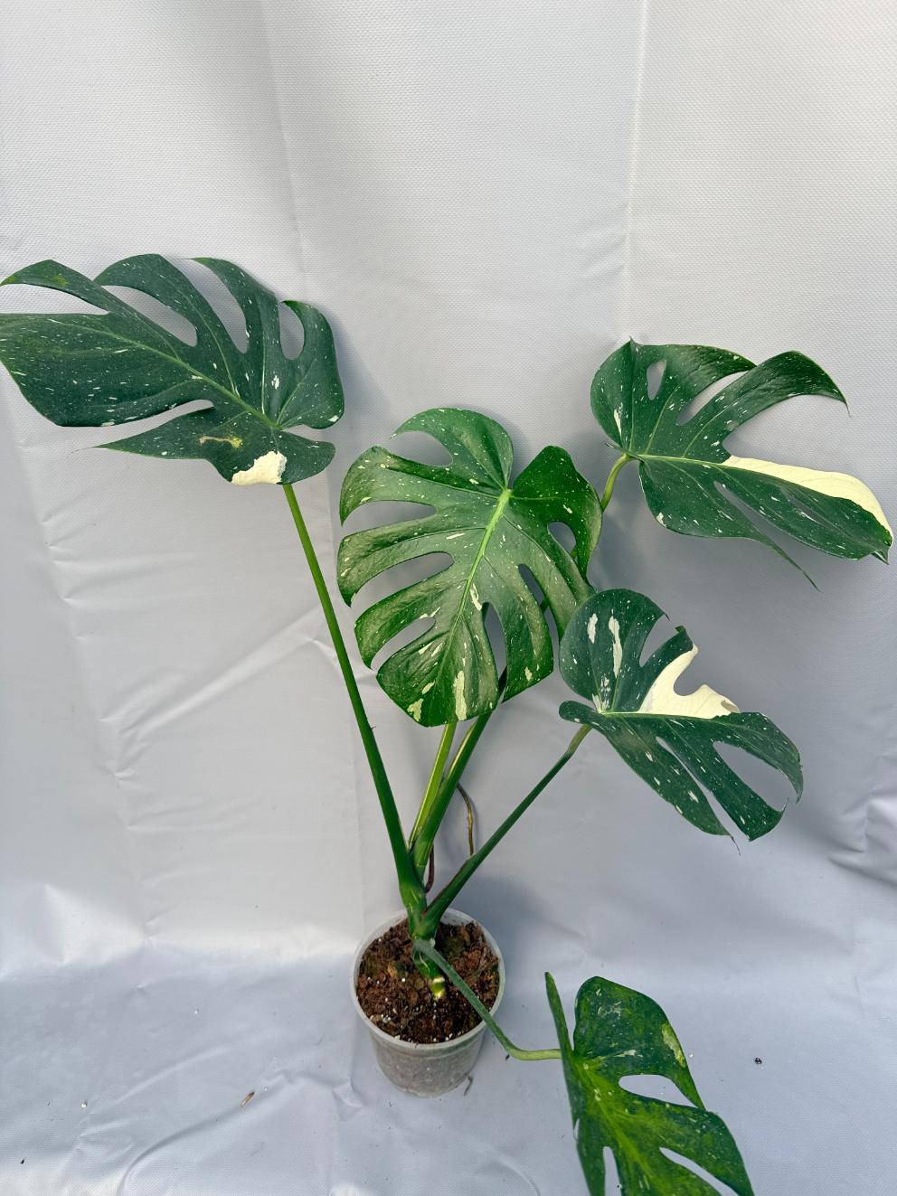 Monstera Thai Constellation XL 8