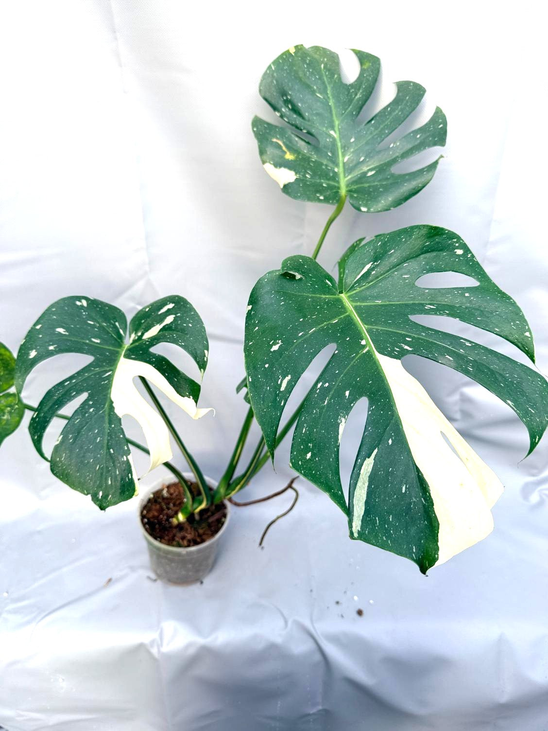 Monstera Thai Constellation XL 1
