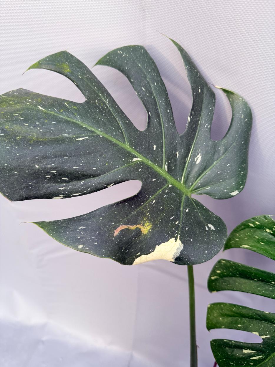 Monstera Thai Constellation XL 3