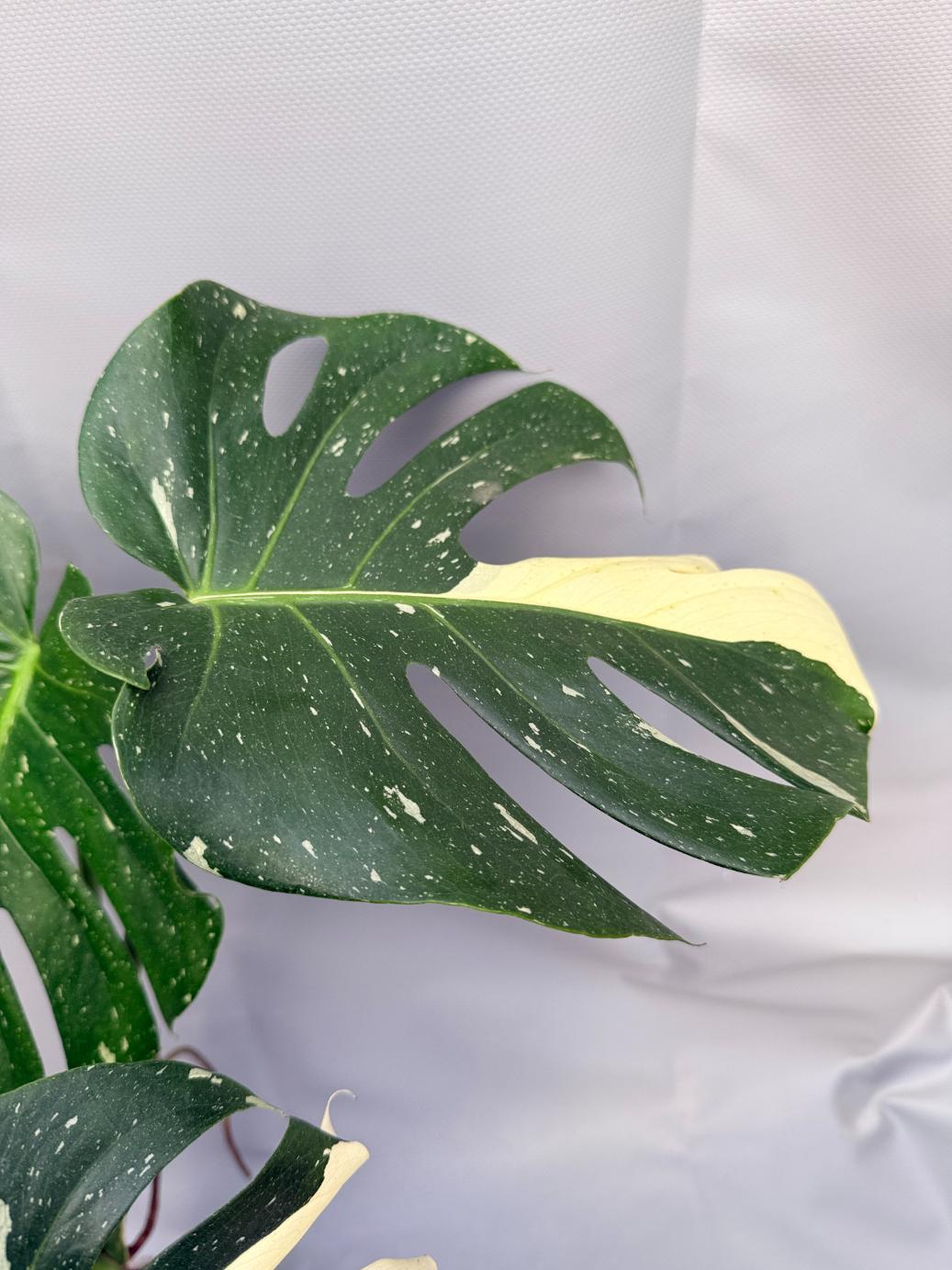 Monstera Thai Constellation XL 5