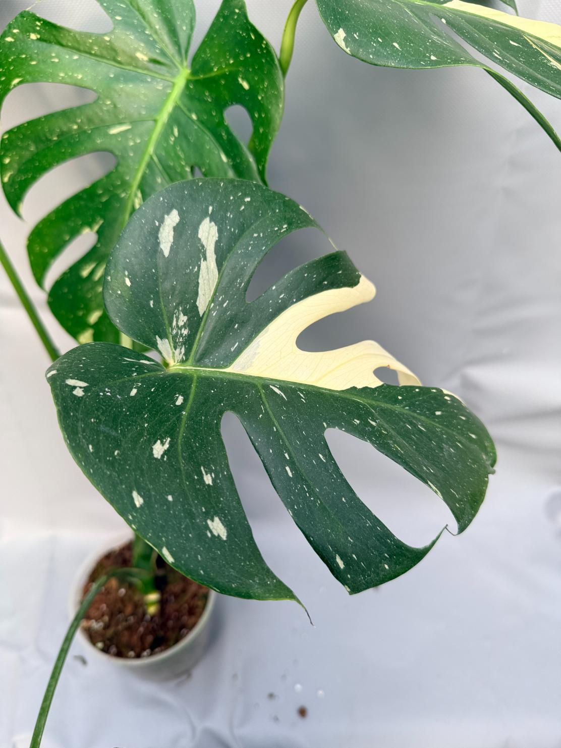 Monstera Thai Constellation XL 6
