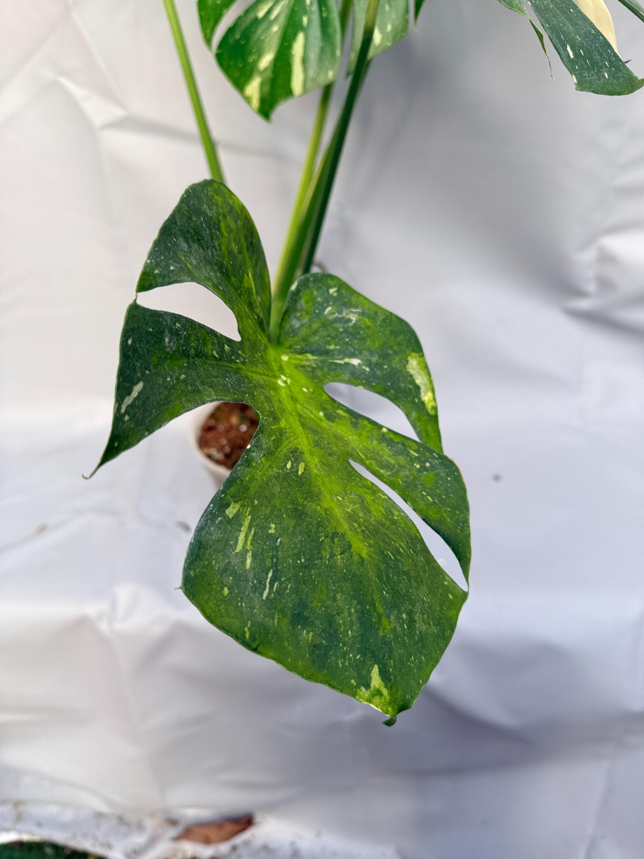 Monstera Thai Constellation XL 7