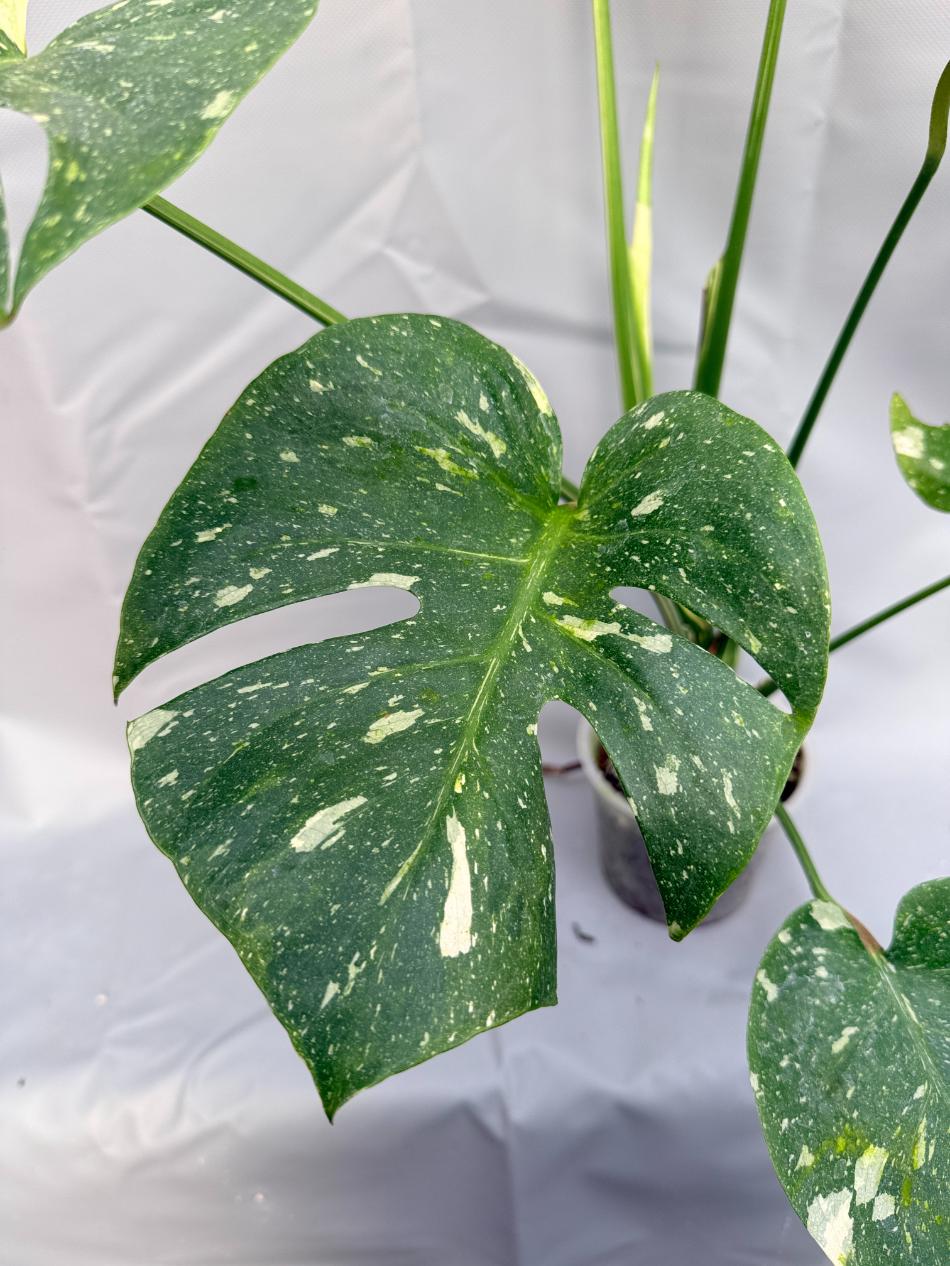 Monstera Thai Constellation XL 7