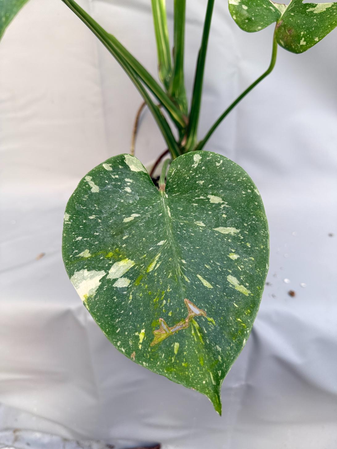 Monstera Thai Constellation XL 8